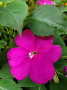 Hot pink impatiens